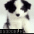 Two side-by-side animated frames of a black-and-white puppy with pixelated details and the word "ADORABLE" in blocky text at the bottom.