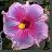 Pixelated static image of a flower with pink and purple petals surrounding a yellow center on a dark background.