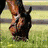 Four distinct horse-related scenes displayed in a : close-up of hooves, person feeding horse, race with multiple horses, and red heart symbol