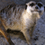 Pixelated image of a light-colored animal with dark eyes and nose, positioned against a muted blue-gray background with brown and black accents.
