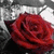A red rose with dark green leaves on a black background, next to text about 12 roses where one is fake.