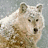 A 48x48 pixel buddy icon featuring a wolf on the left and green text reading "Original Icons .com" on the right, displayed as a static contact sheet with two frames.