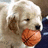 Pixelated dog holding basketball with blue text on green background reading 'Puppies & Basketball are my LIFE! I'm KARA #13'