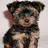 Animated sequence of puppy images and text: a small dog with brown and black fur, a fluffy white and tan dog, a dog on pink fabric, a round dog on green, and orange text reading "I wanna puppy so bad!!!"