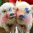 Two cartoon dogs with white fur, blue eyes, and pink cheeks stand side-by-side against a black background with text.