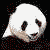 Animated sequence of a panda's head and body in various poses against black background, with visible text 'q-shack.com' at bottom left.