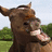 Brown cow with horns in a grassy field, displaying multiple text overlays in pink pixelated font across four