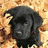 A black dog with floppy ears lies on a light brown textured surface, surrounded by red pixelated text reading "the leaves are red" and "the sky is blue."