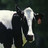 Pixelated static image of a cow's head with black and white patches, visible nose, mouth, and ear against dark background.