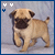 Animated sequence of a light brown pug puppy walking left to right against a gray background with three small white and blue symbols in the top-left corner.