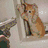 A pixelated image of a small brown dog with white markings on its face and chest, sitting inside a light-colored sink.