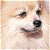iconhell_yourluckystars_doggie