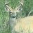 Pixelated static image of a light-colored animal with dark eyes and ears against green foliage background.