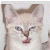 Pixelated cat face on left, red background with black text 'RARE!' and underline on right.
