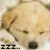 A pixelated dog's face on the left, with a blue background and black text reading 'wat up dog' on the right.