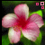 A pink flower with red center and green leaves, featuring three small square icons in the top-right corner.