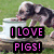 Animated sequence of piglets eating from a white bowl on grass, with text overlay reading "I LOVE PIGS!" in pink and black.