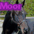 Four horse-themed with text overlays: 'Moor' (purple), 'End' (blue), 'Stables' (cyan), and a brown horse in grass