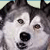 A 50x50 pixel buddy icon featuring a close-up of a husky dog's face on the left and "SNOW DOGS" text in blue-and-white block letters on the right, displayed as a static contact sheet with two frames.