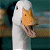 A 50x50 pixel buddy icon featuring a white duck with an orange beak on the left side and green text reading "Original Icons .com" on the right side against a dark background.