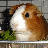 A pixelated guinea pig image with text overlays on a brown background.