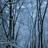 Pixelated static image of vertical tree trunks in a foggy forest with blue-gray tones and no visible text or distinct characters.