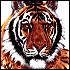 Pixelated tiger face with orange-brown fur, black stripes, white facial markings, and dark eyes on a plain background.