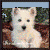 Four dog images arranged in a with text reading "I Love Dogs" on the right side