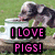 Animated sequence of piglets drinking from white cups on a grassy background with pink text overlay.