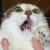 A pixelated cat with wide eyes and an open mouth appears on the left, next to white text reading 'you make kitty scared' on a black background.