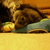 Animated sequence showing a brown dog lying on blue fabric with green trim, holding an orange object in its mouth against a wooden background.
