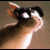 Pixelated static image of a cartoon cat with large eyes and an open mouth against a brown background.