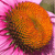 A pixelated orange and brown circular object with dark green and purple accents against a pink background.