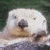 A pixelated animal face with a light-colored body and dark nose appears on the left, while green text reads 'Original Icons .com' on a solid background.