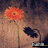A pixelated static image shows a single orange flower with a brown center on a light stem against a dark, blurred background.