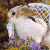 Pixelated image of a white rabbit with brown patches on its head and ears, positioned against a blurred background.
