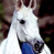 A 2x2 contact sheet of a white horse animation with blue collar, showing frame-to-frame motion differences against dark background and CoolBuddy.com text on teal background.