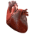 Nine identical anatomical heart illustrations arranged in a on white background, each with visible blood vessels and internal chambers