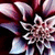 Pixelated flower with layered petals in pink, white, and purple hues against a dark background.