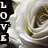 four identical rose images with vertical 'LOVE' text in varying colors on black backgrounds