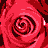 A 4x4 contact sheet of animated frames showing red roses with white dotted outlines, arranged in a grid pattern on a gray background.