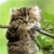 Animals icons for AIM, MSN, MySpace and Yahoo