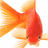 Pixelated goldfish with orange-red body and white background, red text reading 'Fear the poofy high-pitcher thing!!!' on black field.