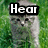 Four gray kittens on green grass with text overlays: 'Hear' top-left, 'Me' top-right, 'Roar' bottom-left, and ':]' bottom-right.