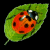 A split-frame animated icon showing a ladybug on a leaf against black background and green text reading "Original Icons .com".