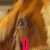 A dog's face with changing text overlays: 'I', then 'Love', and finally '*Ginger*' in red boxes.