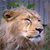 Animals icons for AIM, MSN, MySpace and Yahoo