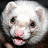 Pixelated close-up of a white ferret's face with pink nose and mouth, dark eyes, against dark background.