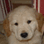Pixelated dog face with red text overlays in a , showing animation changes between frames