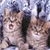 Pixelated image of two light brown cats with darker stripes, one cat appears to be nuzzling or biting the other's neck against a blurred background.